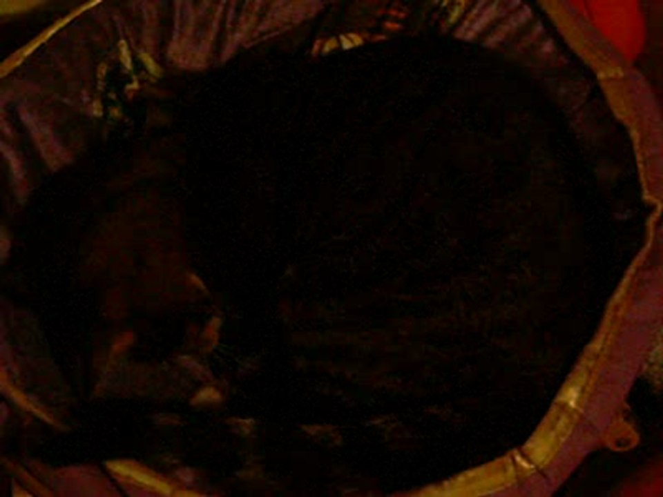 Tiger...what's wrong with him?
