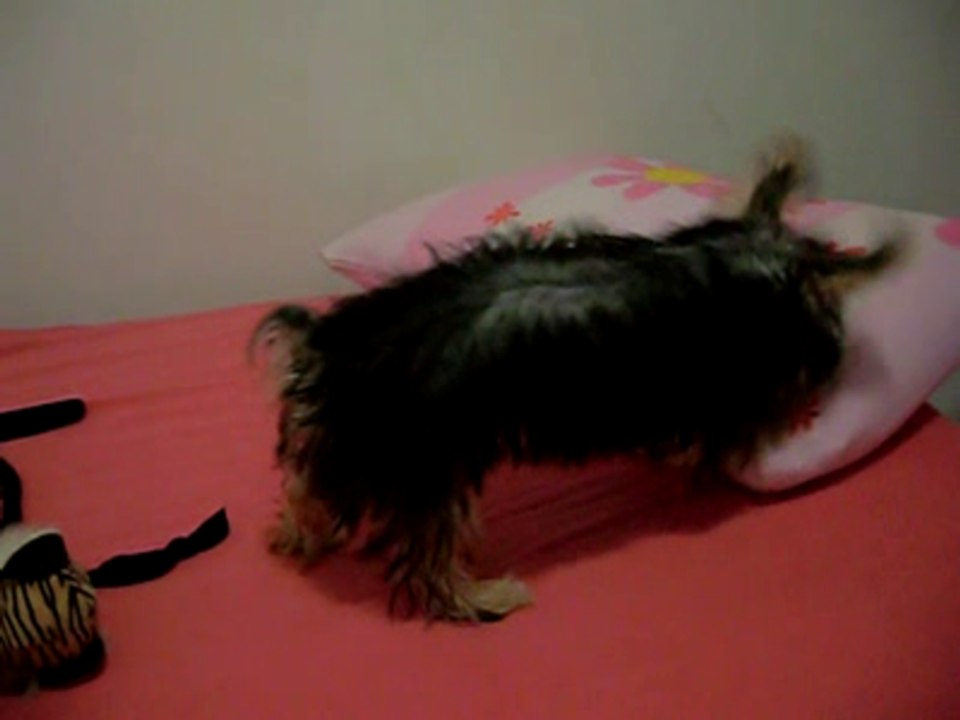 Xodozinho cavando o travesseiro