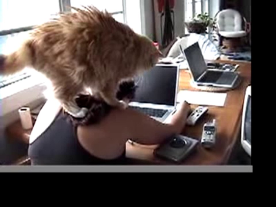 Kitty Kneading On Back