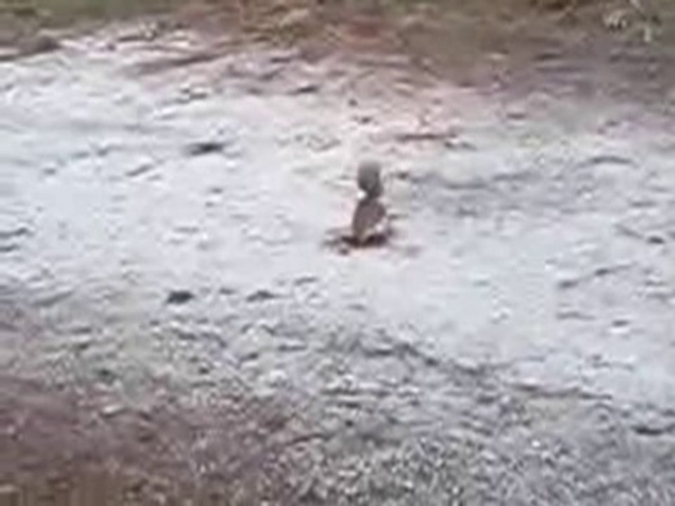 Squirrel hiding his nut!