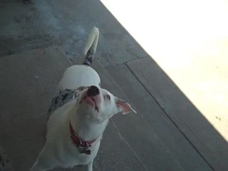 precious chasing bubbles