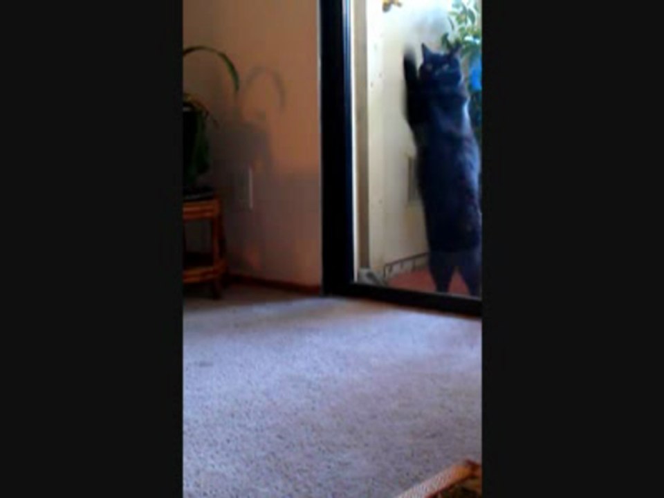 Pocket the dog!!