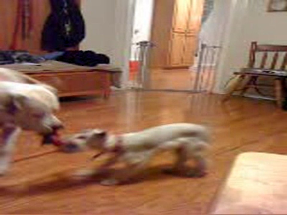 Big Dog Teaches Little Dog