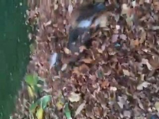 Tucker loves playing in the leaves