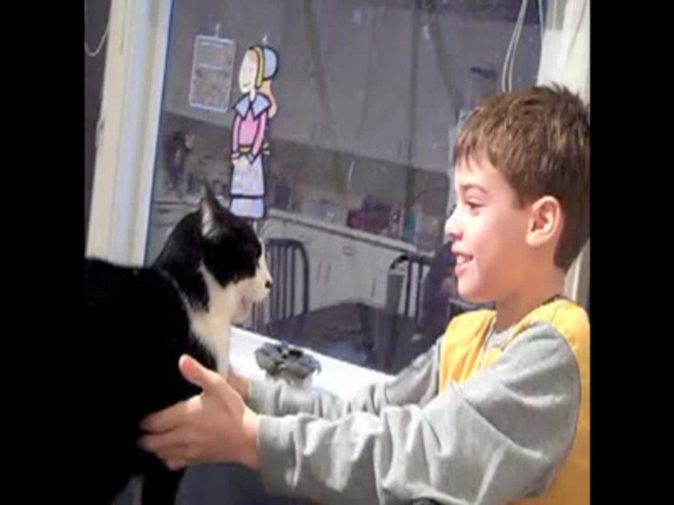 Cat Attacks Boy - Better Version