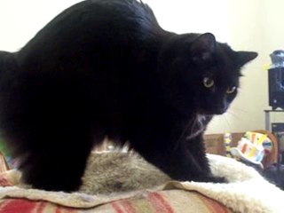 Behr making biscuits on command