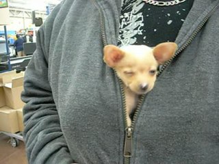 "BoomBoom", a minature chihuahua (Phonetic spelling: "Chiwawa") found shopping at the Hartford Walmart with his owner.