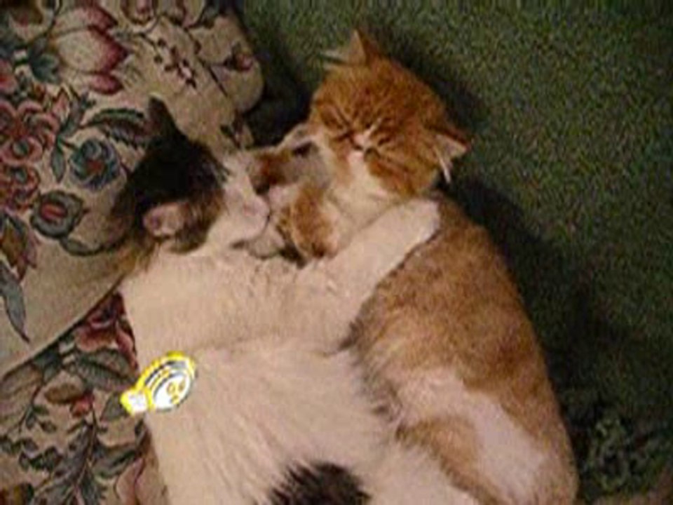 Our two cats making out