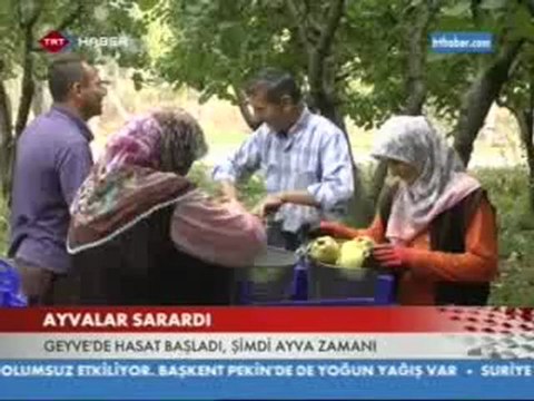 Geyve de ayva hasadı başladı.