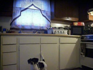 doggy wants treat.NOW :)