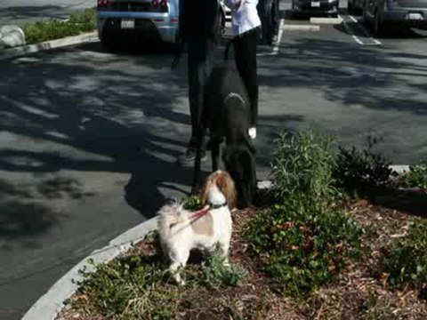 Face Off-a Shih Tzu makes friends with a Great Dane