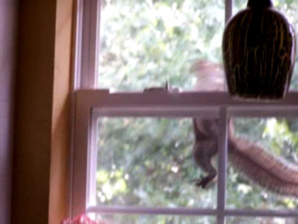 Squirrel on window csreen