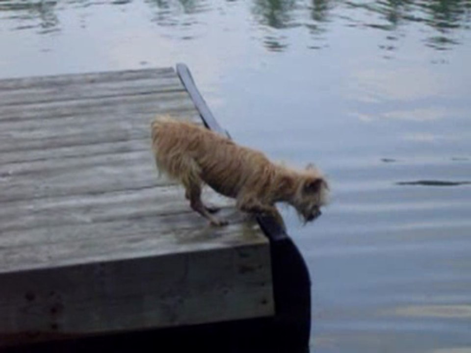 Excited Fish Watching Chihuahua