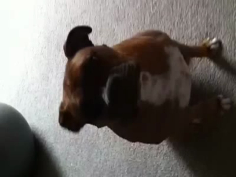 ThankFul Boxer