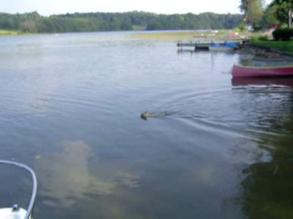 Swimming chihuahua
