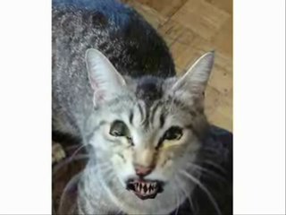 THE KITTENS HAVE A FUN DAY ON THE FLOOR