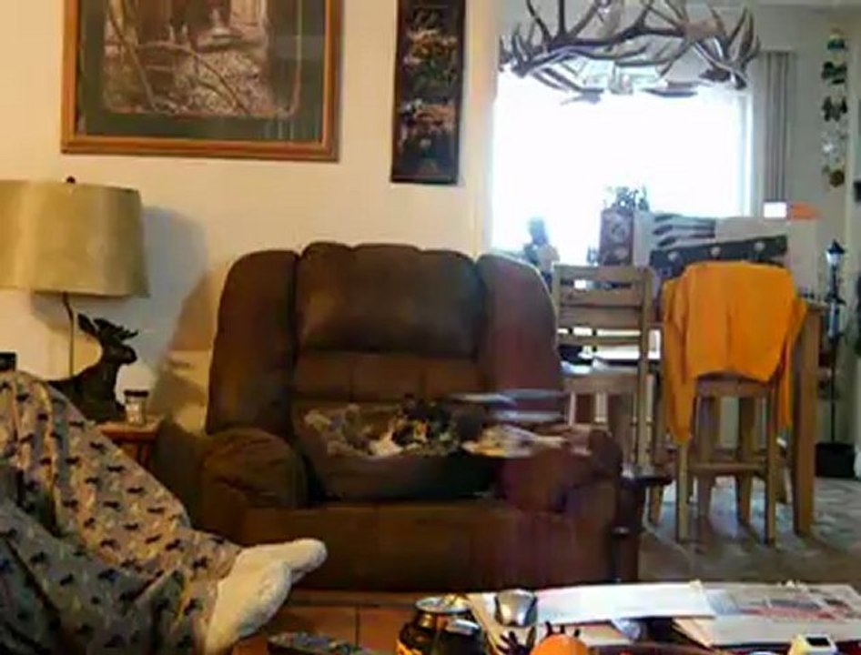 TOY HELICOPTER TERRORIZES CAT