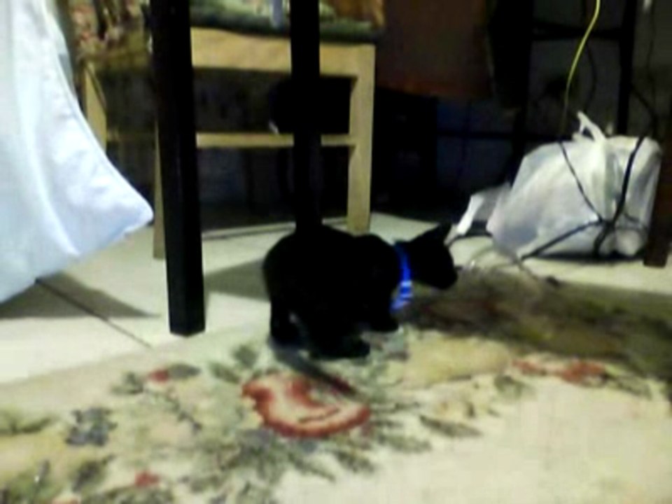 Bageera and his new collar