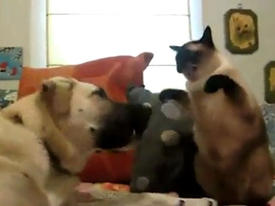 Kedi Köpek Boks Maçında