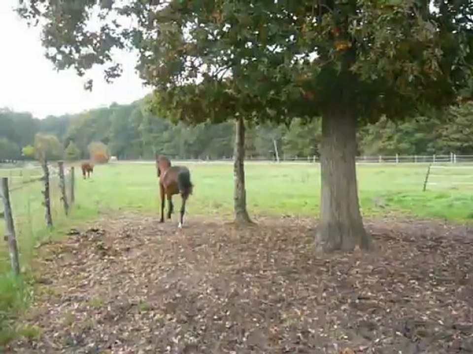 Barnabé sort au pré