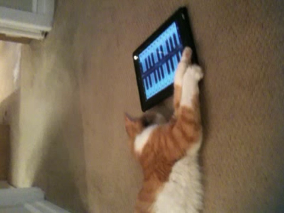 if you give a cat an ipad...