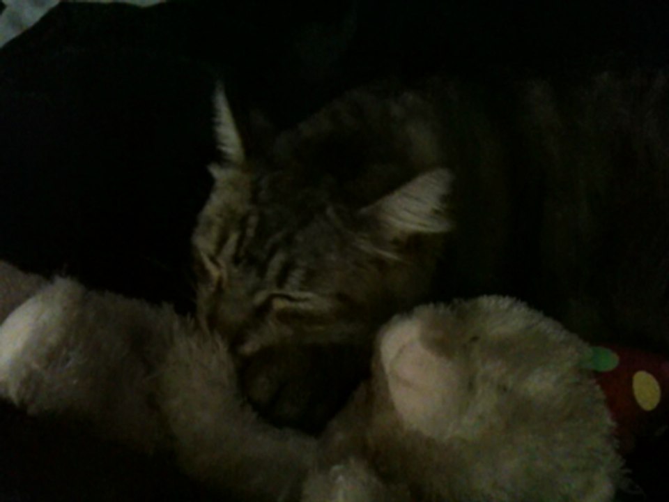 kitty sucking on Teddy Bear