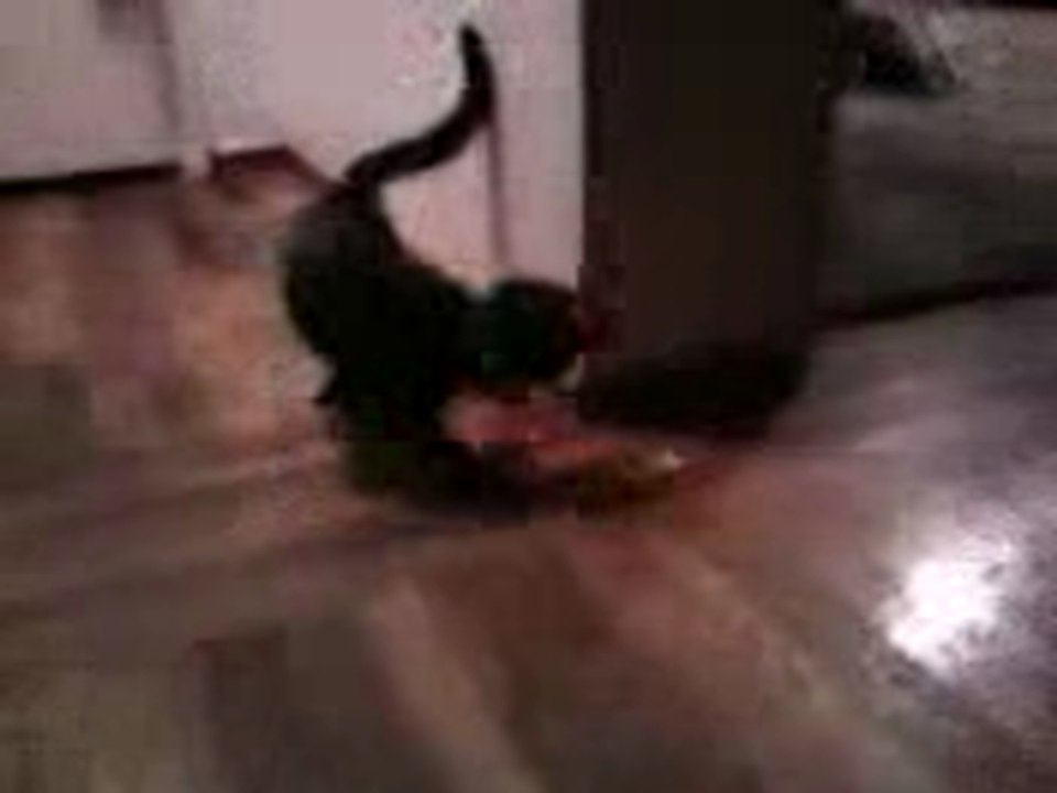 kitty cat goes MEOW!