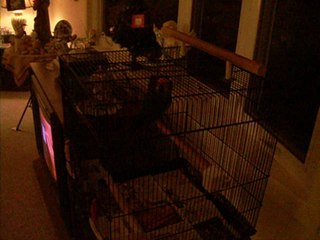 Claming the devial bird