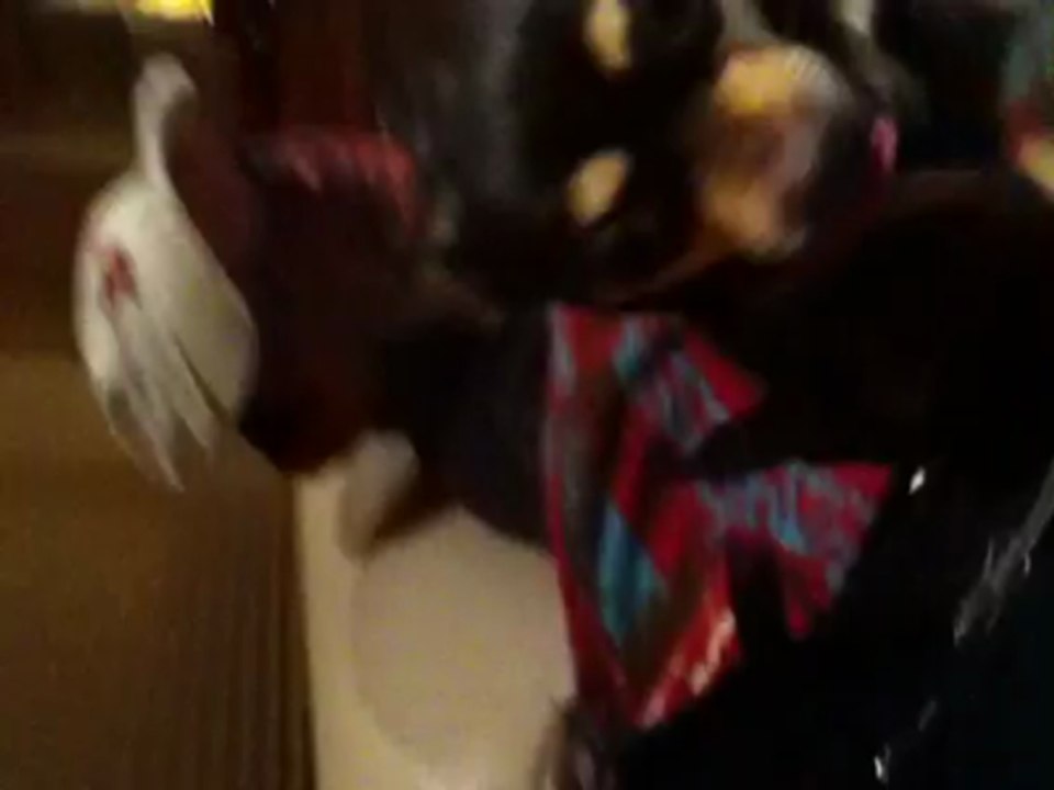 OMG!!!! Killer dog