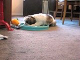 Shih Tzu loves playing on cat toy