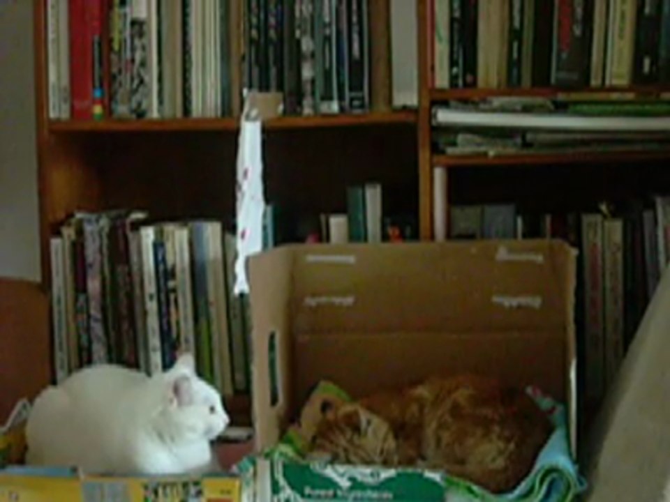 Cutsest Cats In The World!