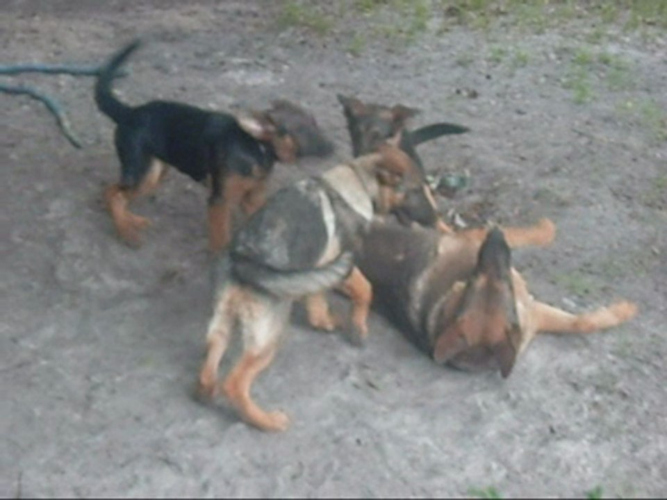German Shepherd Shiloh trying to outrun her puppies