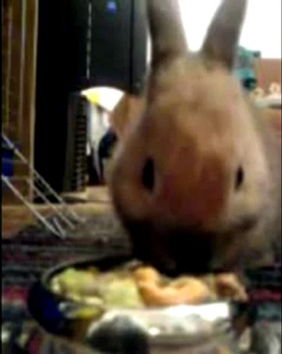 Oryctolagus cuniculus