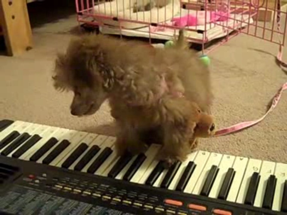 A puppy playing a piano