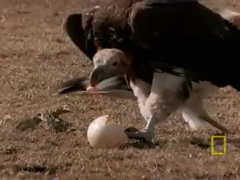 Çakal, Deve Kuşu Yumurtası ve Akbaba