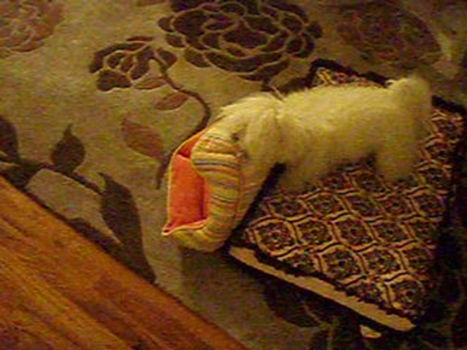 Ava destroys the world...or a bed
