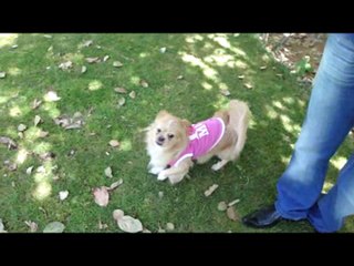 My dog loves whistling...