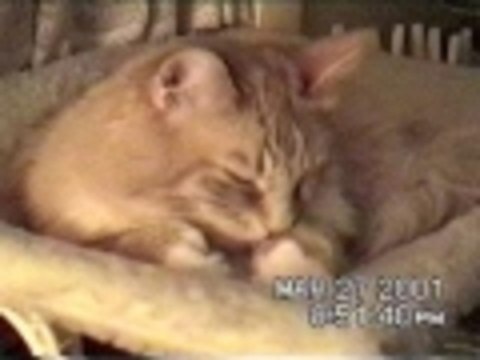 Do cats have thumbs?