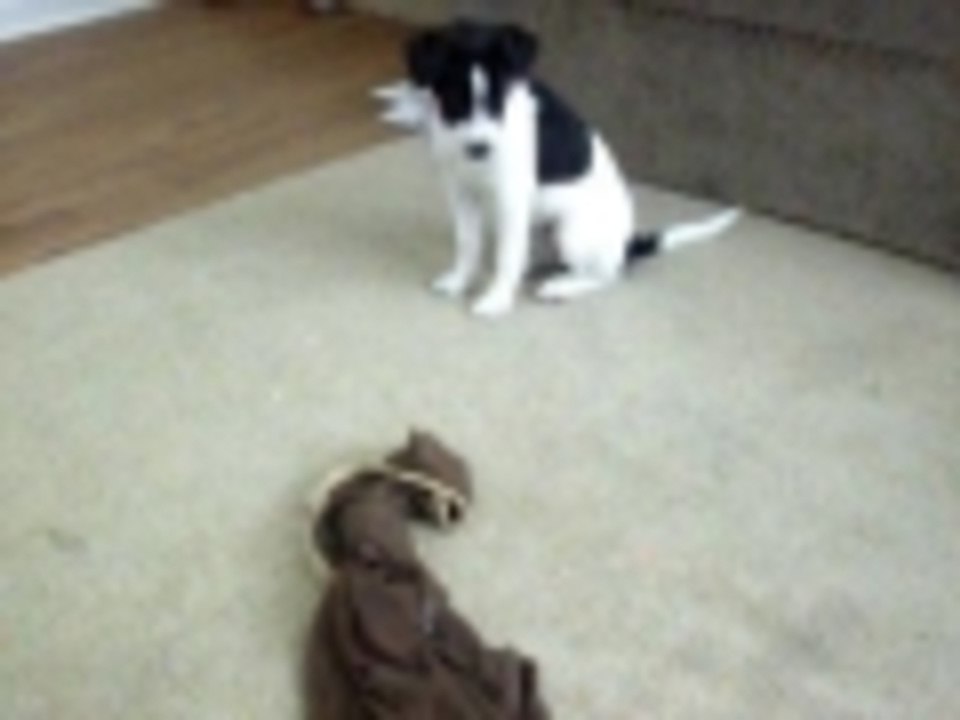 Jetta and laser