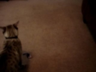 Sylvio the amazing fetching cat!