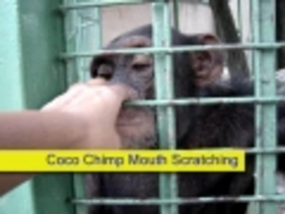 Coco Chimp Mouth Scratching