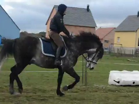 galop main gauche juste joc