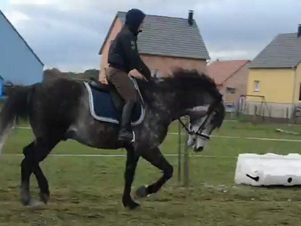 galop main gauche juste joc