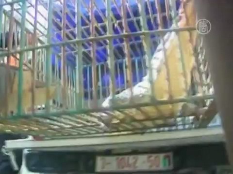 Поймать крокодила помог Google