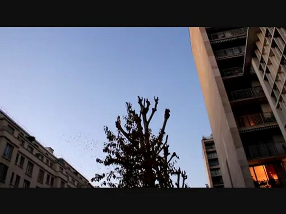 LA DANSE DES OISEAUX A VOIR