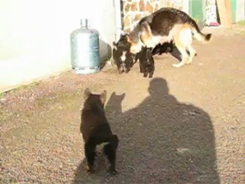 vidéo1 chiots burkina et far-west le 06 novembre premiere balade a l'exterieur