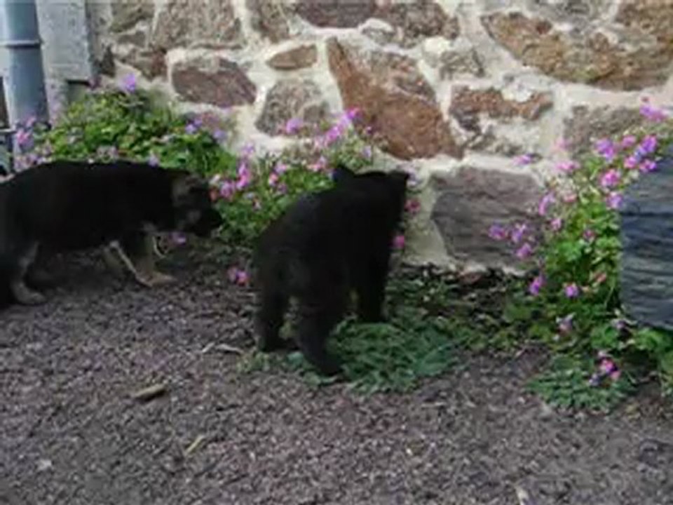 video2 chiots burkina et far-west premiere balade a l'exterieur le 06/11/12