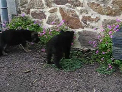 video2 chiots burkina et far-west premiere balade a l'exterieur le 06/11/12