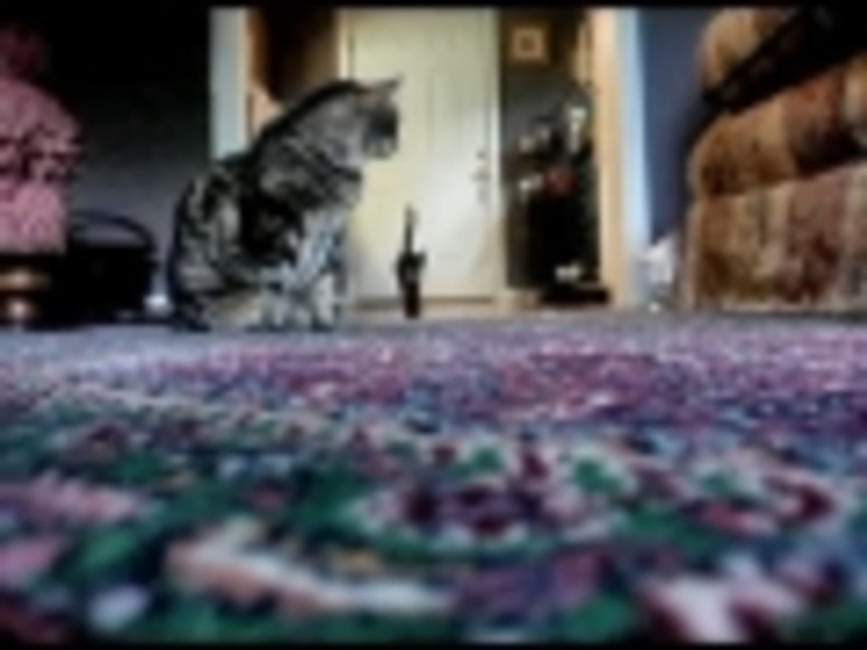 Fetching Kitty