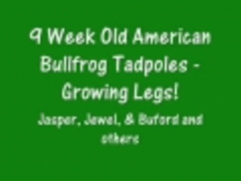 9 Week Old American Bullfrog Tadpoles